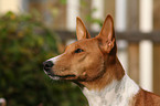 Basenji Portrait