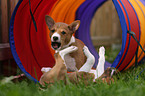 Basenji puppy