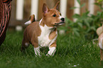 Basenji puppy