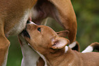 Basenji puppy