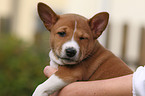 Basenji puppy