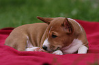 Basenji puppy