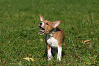 Basenji puppy