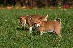 Basenji puppy