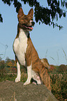 Basenji