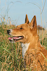 Basenji Portrait