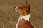 Basenji Portrait