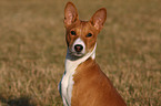 Basenji Portrait