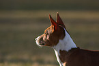 Basenji Portrait