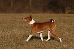 young Basenji