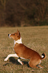 young Basenji