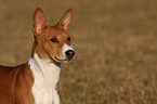 Basenji Portrait