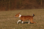 young Basenji