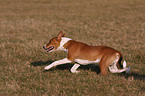 young Basenji