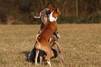 Basenji and Weimaraner