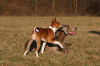 Basenji and Weimaraner