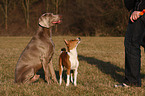 Basenji and Weimaraner