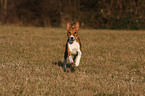 young Basenji