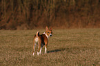 young Basenji