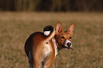 young Basenji