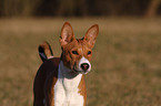 Basenji Portrait