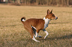 young Basenji