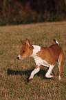 young Basenji