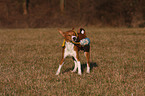 playing Basenji