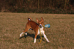 playing Basenji