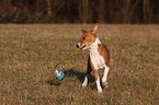 playing Basenji