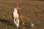 playing Basenji