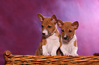 Basenji puppies