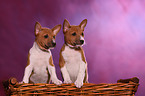 Basenji puppies