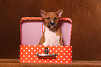 Basenji puppy