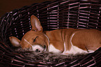 Basenji puppy