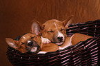 Basenji puppies