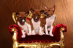 Basenji puppies