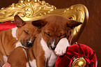 Basenji puppies