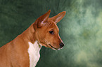 Basenji Puppy