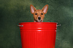 Basenji Puppy