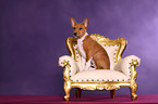 Basenji Puppy