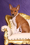 Basenji Puppy