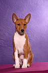 Basenji Puppy