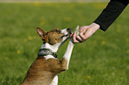 Basenji gives paw