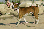 playing Basenji