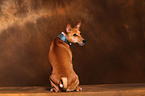 Basenji