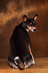 Basenji