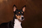 Basenji Portrait