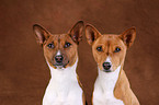 Basenji Portrait