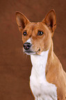 Basenji Portrait